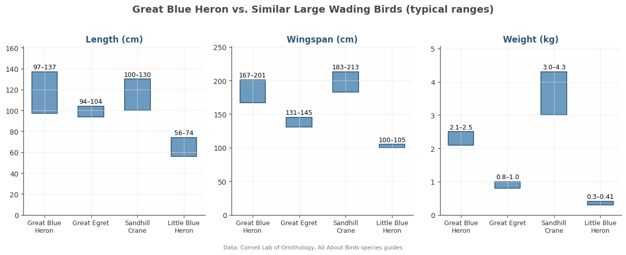 Size comparison of Great Blue Heron with Great Egret, Sandhill Crane, and Little Blue Heron