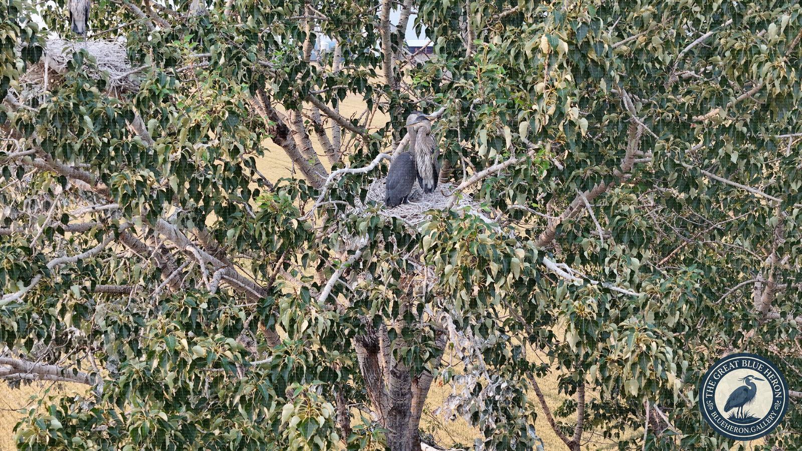 Deep in the green heart of a cottonwood, two great blue herons stand pressed together on their platform of pale sticks, one bowing its head close to the other as if passing along something not meant for the whole tree. A neighbor's nest sits just visible in the upper corner, close enough to overhear. Through the leaves, the canola beyond has already gone gold in the evening light. A quiet, almost domestic scene from the heron rookery on a Montana home place.