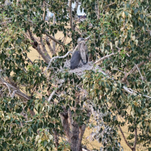 Two at Home in the Old Cottonwood