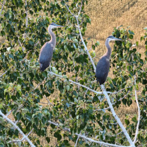 Keeping an Eye on the Canola Crop
