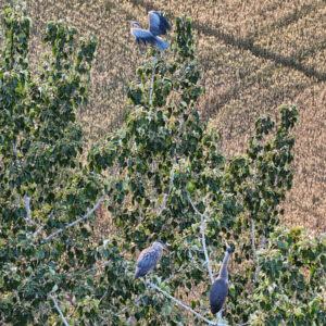 Company Coming In at the Top of the Tree
