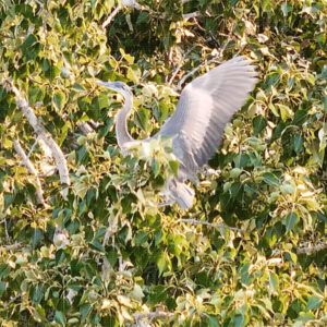 Wings Up Over the Home Tree