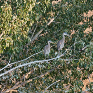 The Empty Nest Down the Branch