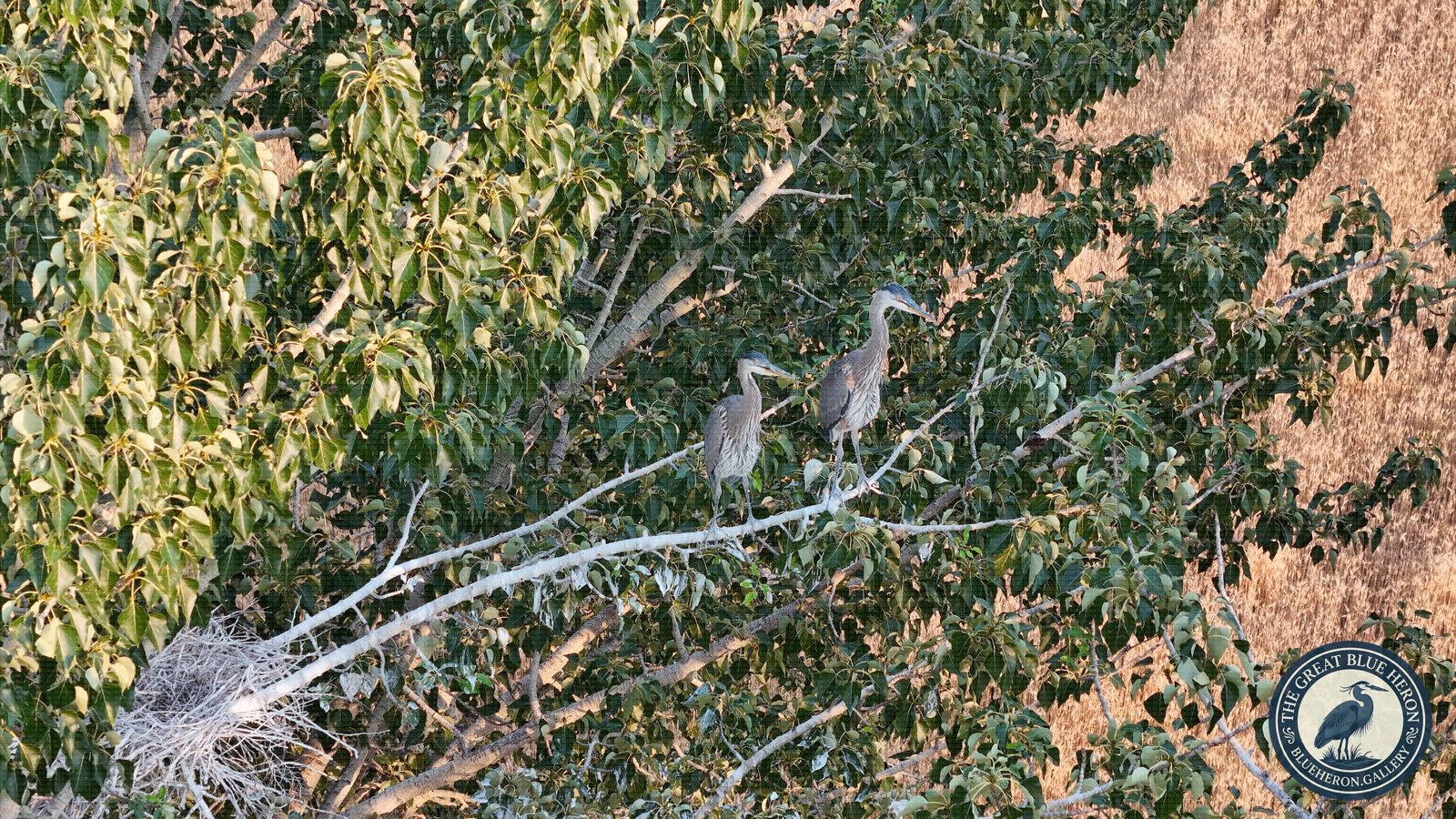 The Empty Nest Down the Branch
