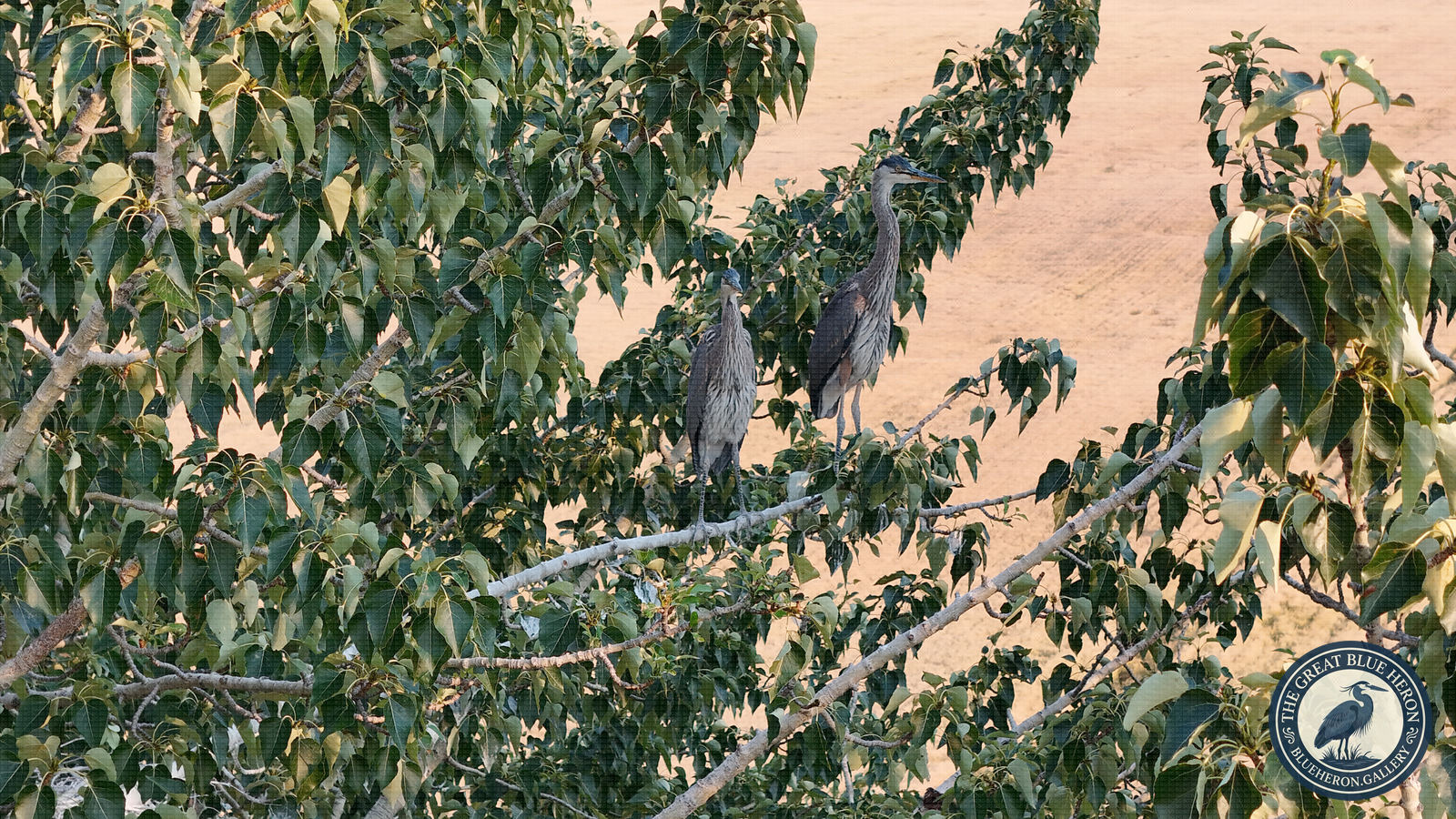 The Pair at the End of the Day