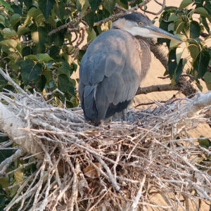 Keeper of the Big Nest