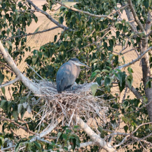 The Old Nest Above the Canola