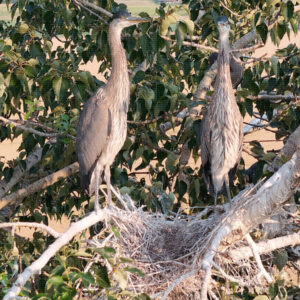 Standing Room at the Home Nest