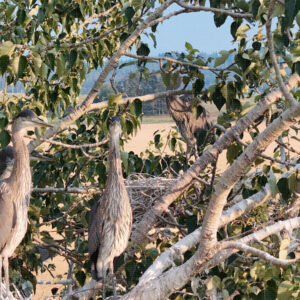 Four Neighbors, One Tree