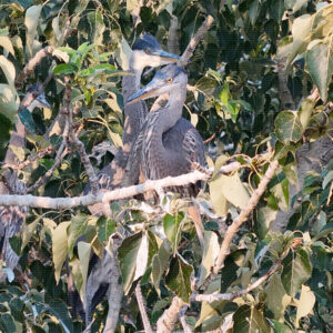 Close Quarters in the Canopy