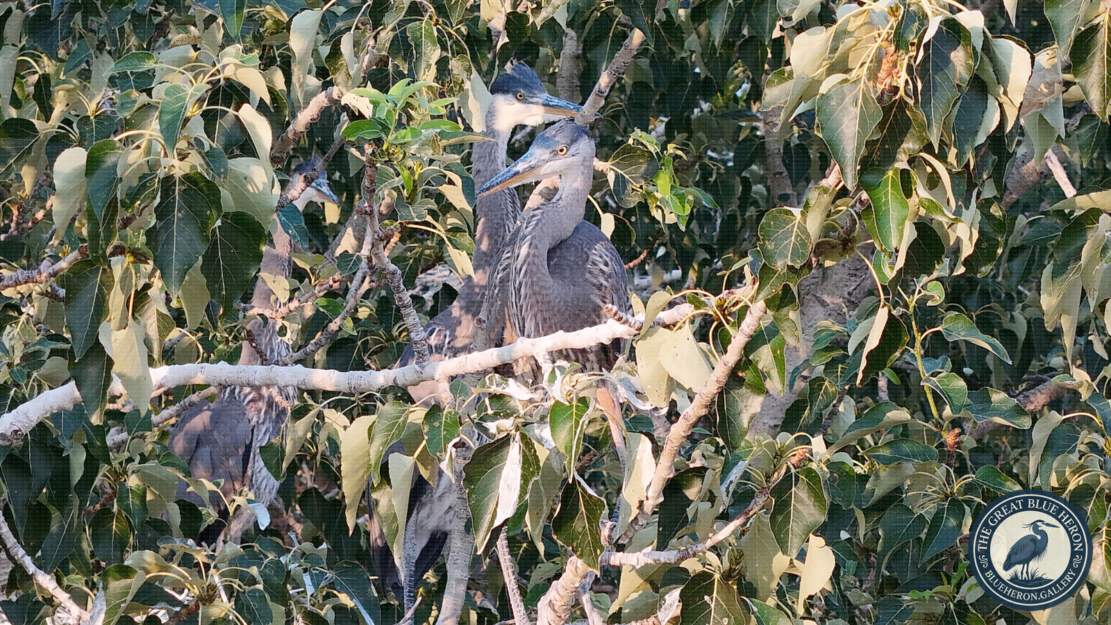 Close Quarters in the Canopy