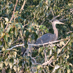 Out on a Limb Before Dark