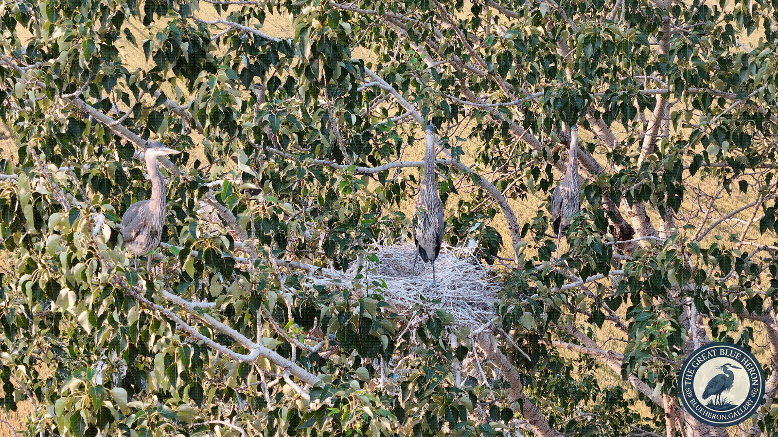 Evening Roll Call in the Old Cottonwood