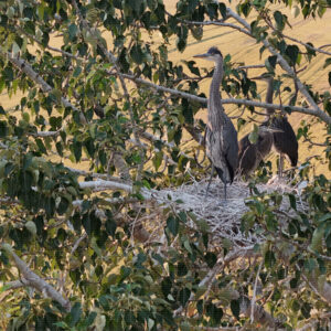 Full House in the North Cottonwood
