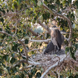 Keeping Company in the Canopy