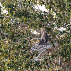 Quiet Hour on the Far Nest
