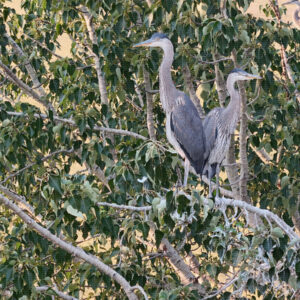 Neighbors Up and Down the Tree