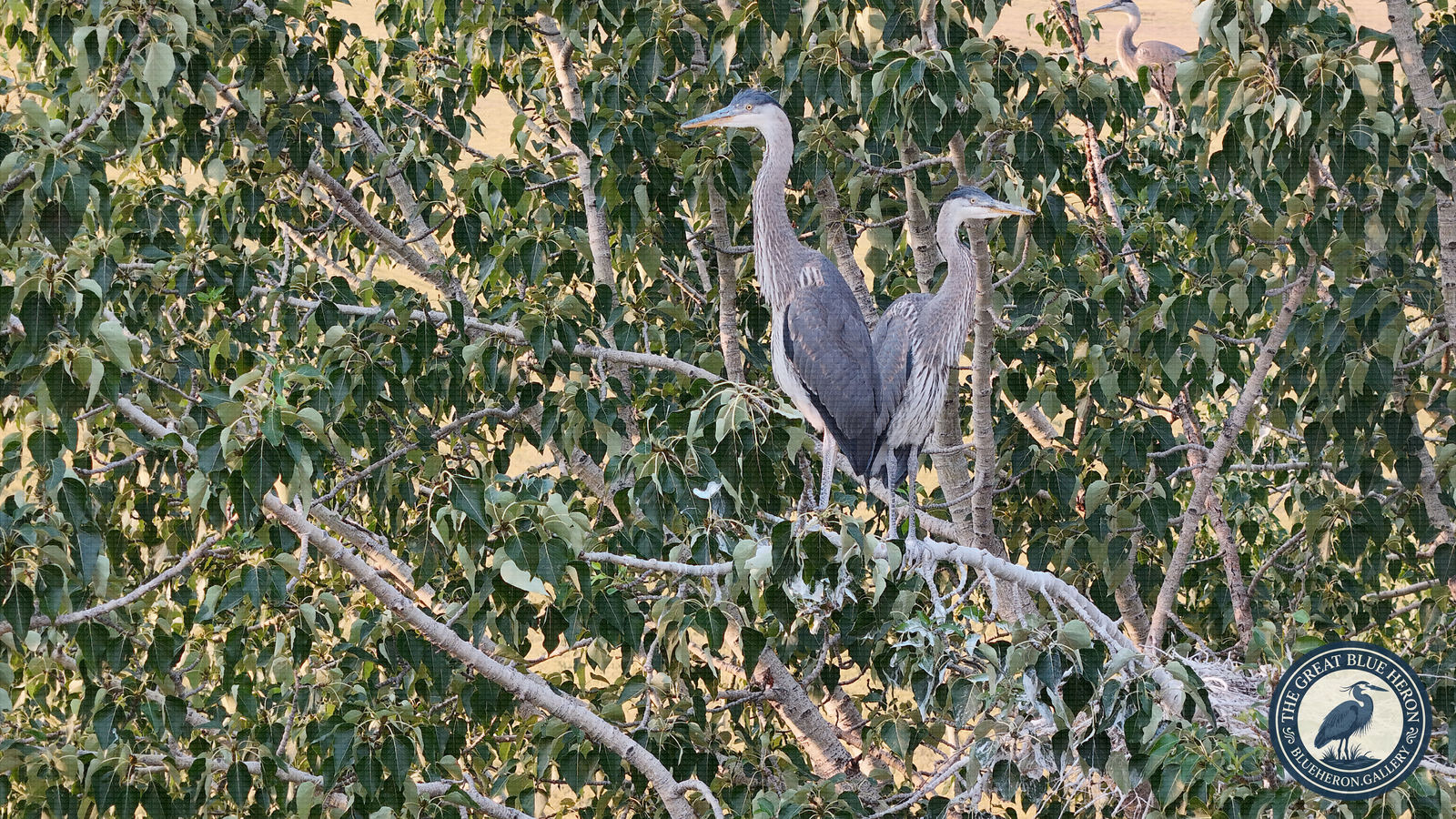 Neighbors Up and Down the Tree
