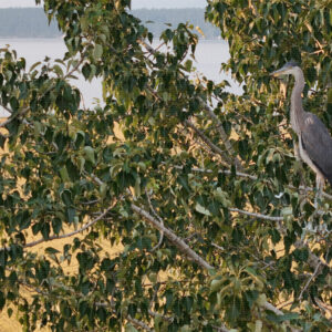 The Far Shore from the Home Tree
