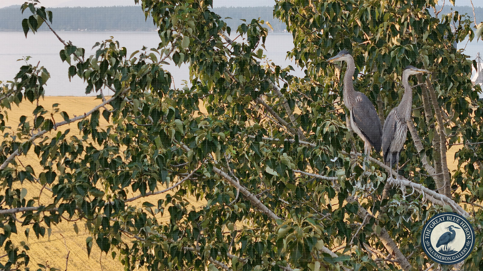 The Far Shore from the Home Tree