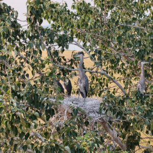 Waiting on Supper in the West Tree