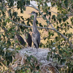 The Tall One Takes the Lookout