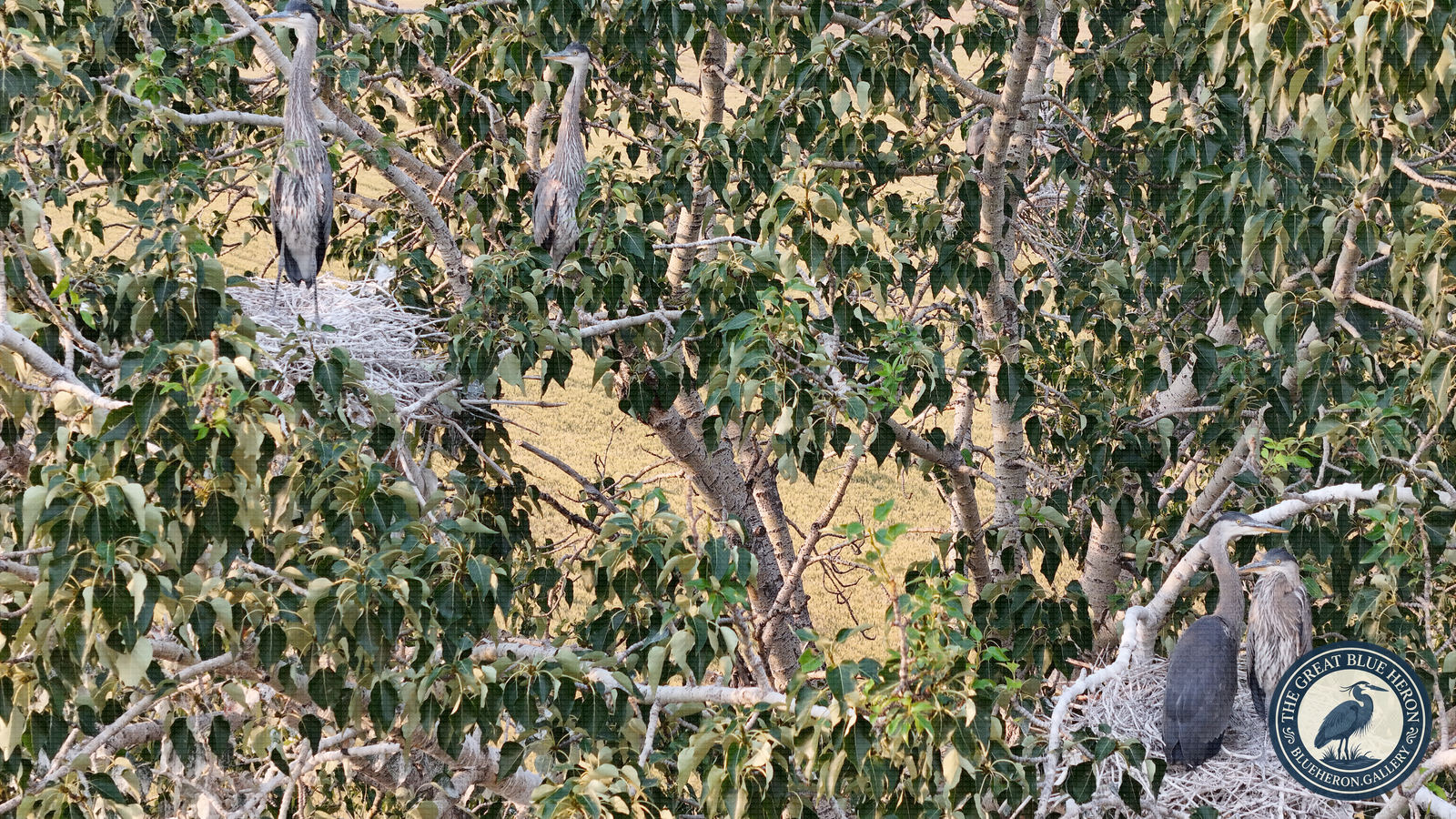 Two Households in the Big Cottonwood