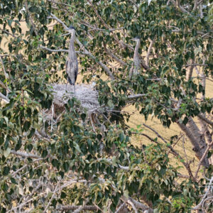 Word Travels in the Cottonwood