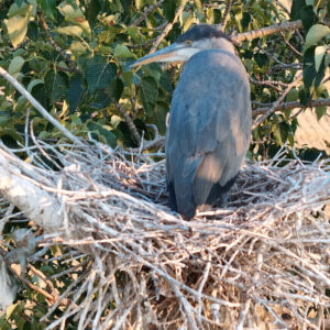 Last Light on the Big Nest