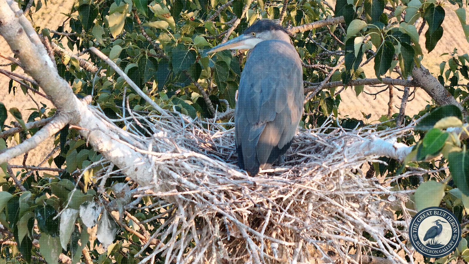 Last Light on the Big Nest